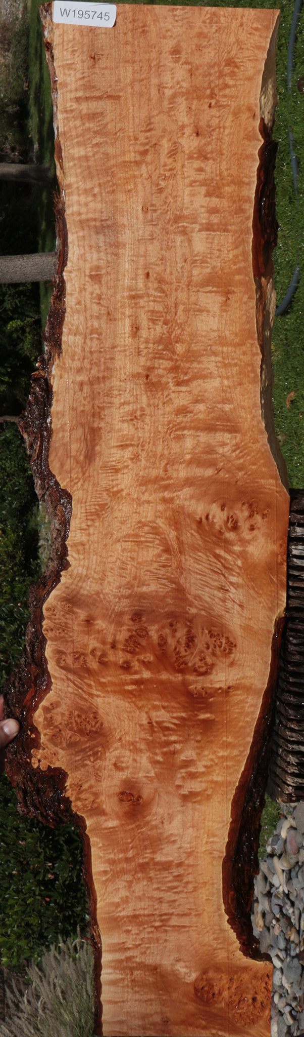 Figured Western Maple Burl Live Edge Lumber