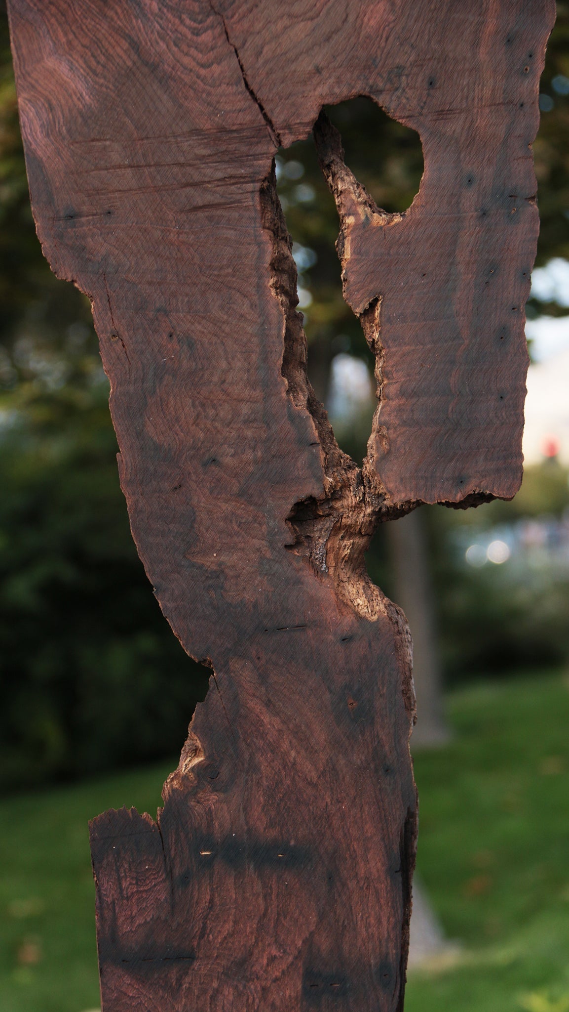 Rustic Brazilian Rosewood Live Edge Lumber