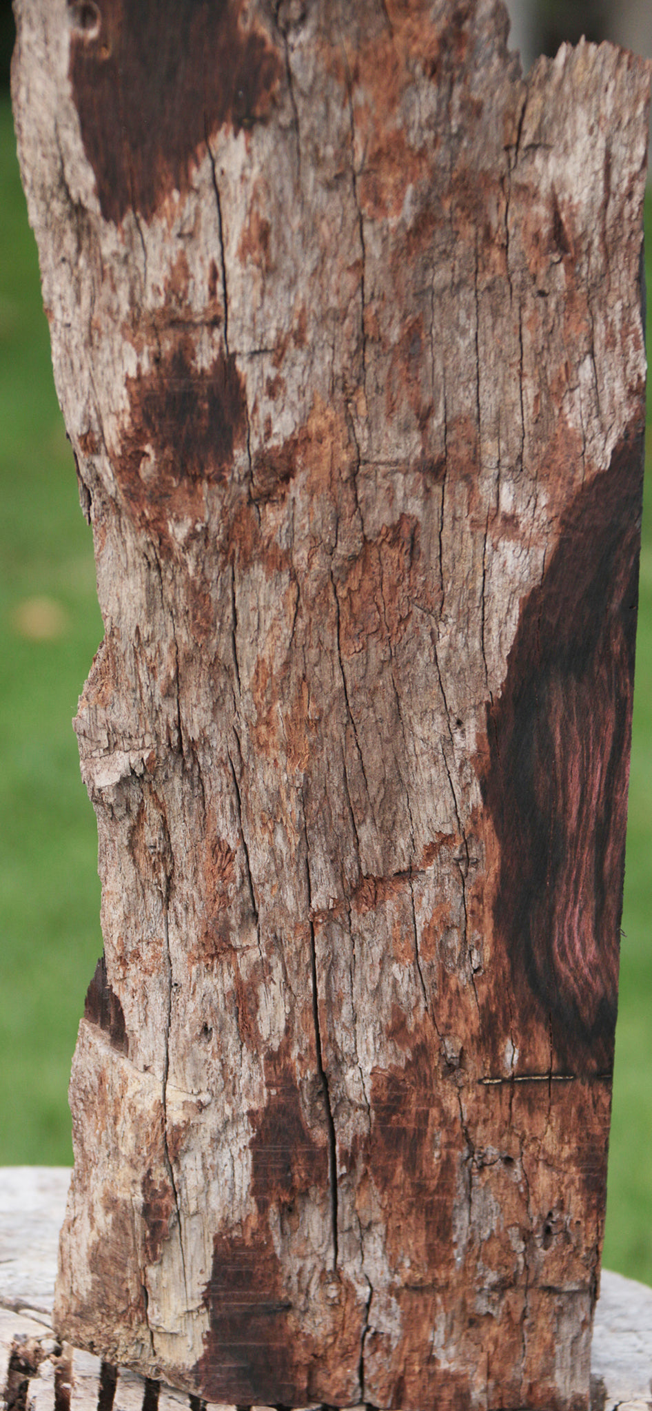 Rustic Brazilian Rosewood Live Edge Lumber