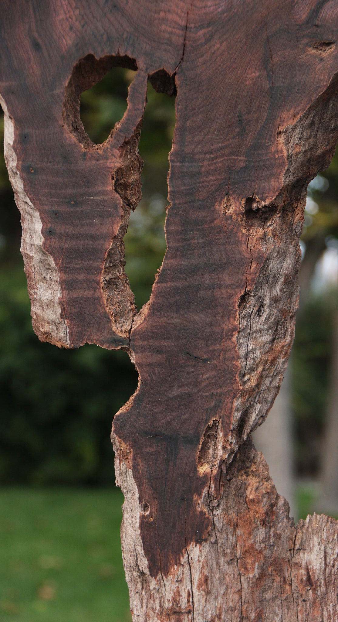Rustic Brazilian Rosewood Live Edge Lumber