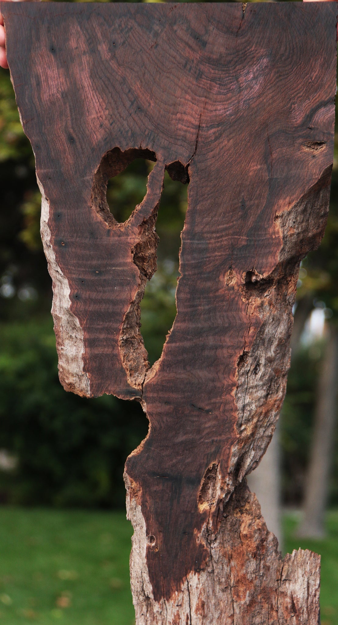 Rustic Brazilian Rosewood Live Edge Lumber