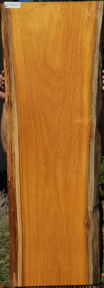 Planche En Bois Osage Orange à Bord Vivant (Live Edge) - Dimensions 30"x19.5"x1" - Idéale Pour Projet DIY Et Création
