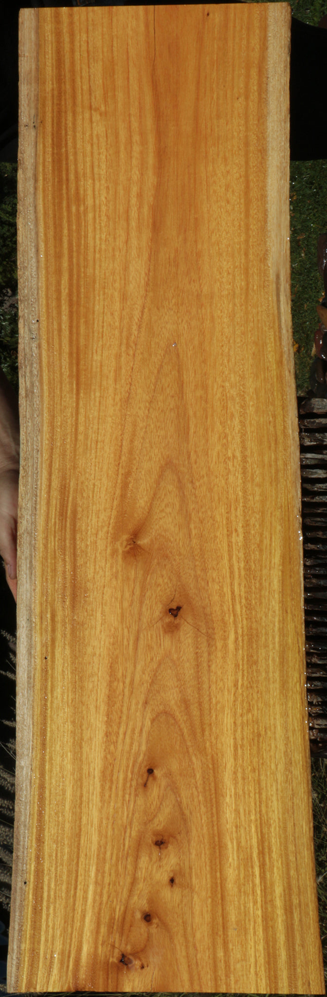Argentine Osage Orange Live Edge Lumber