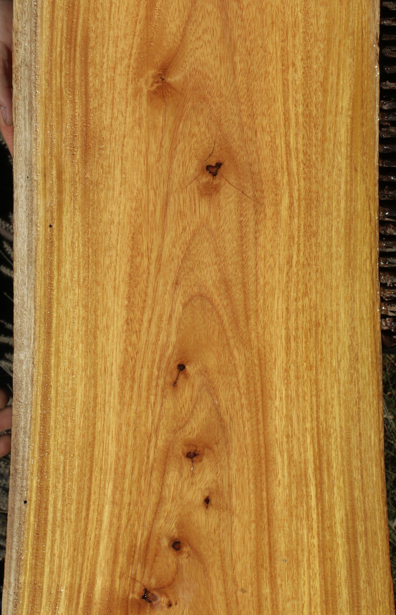 Argentine Osage Orange Live Edge Lumber