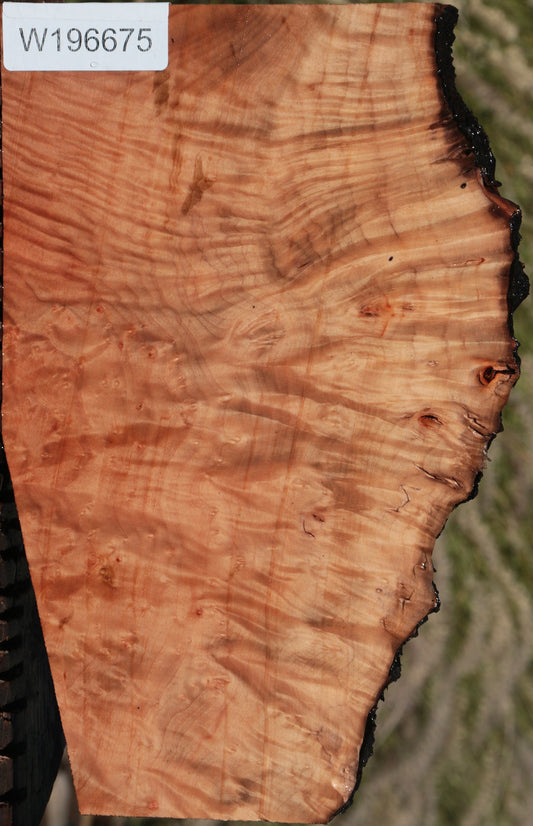Madrone Burl Live Edge Lumber