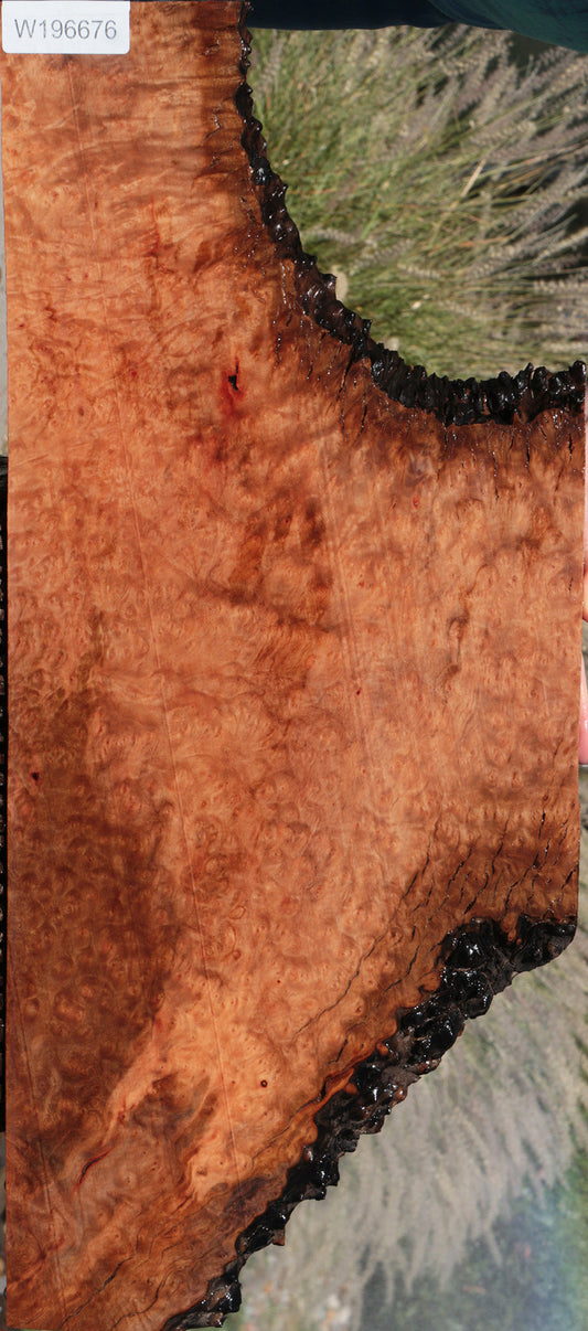 Madrone Burl Live Edge Lumber