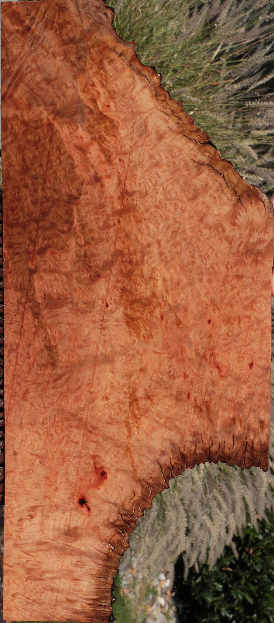 Madrone Burl Live Edge Lumber