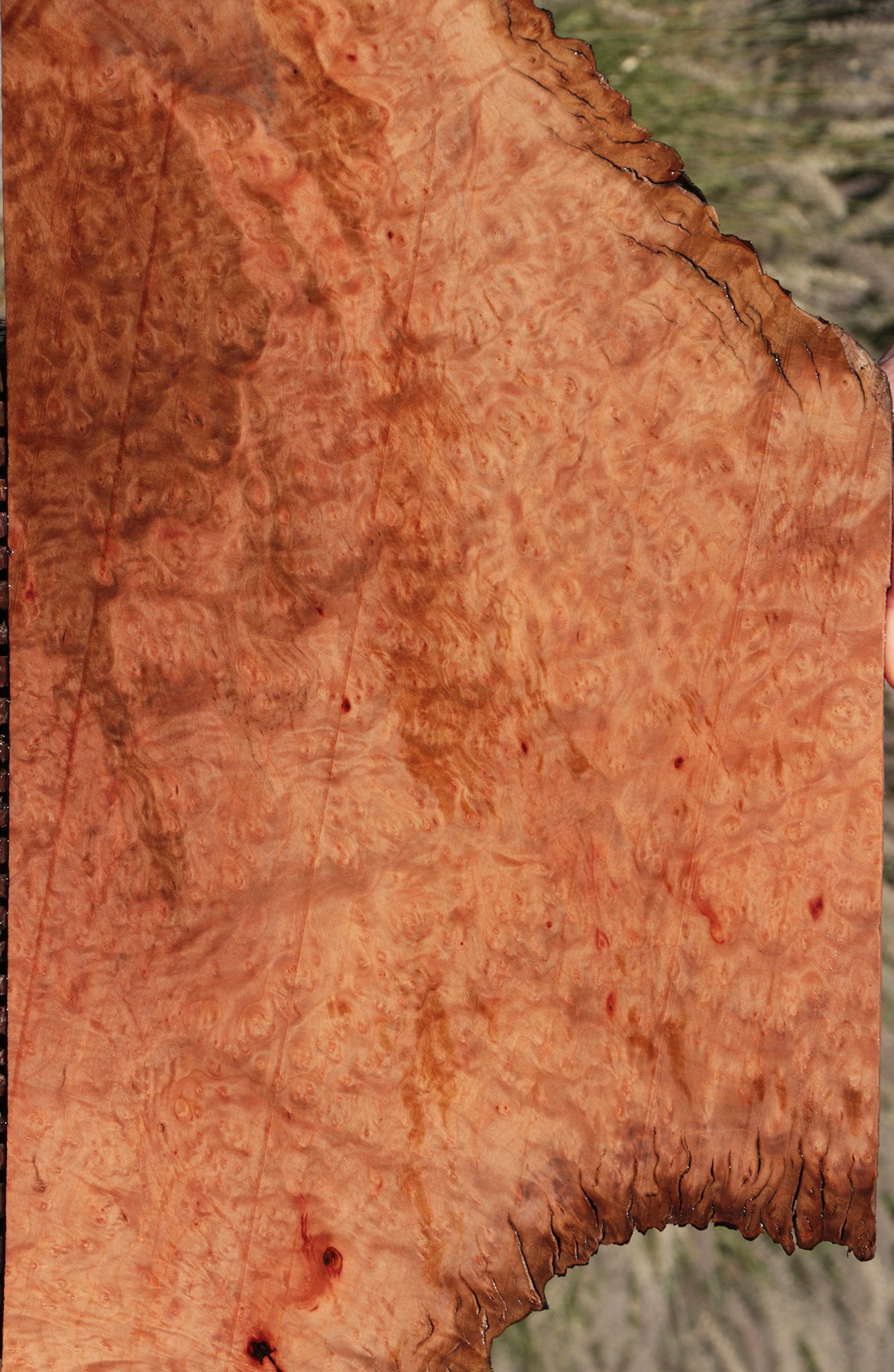 Madrone Burl Live Edge Lumber