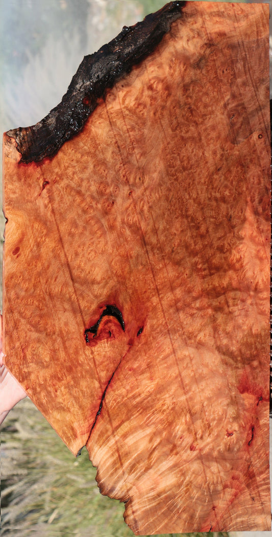 Rustic Madrone Burl Live Edge Lumber