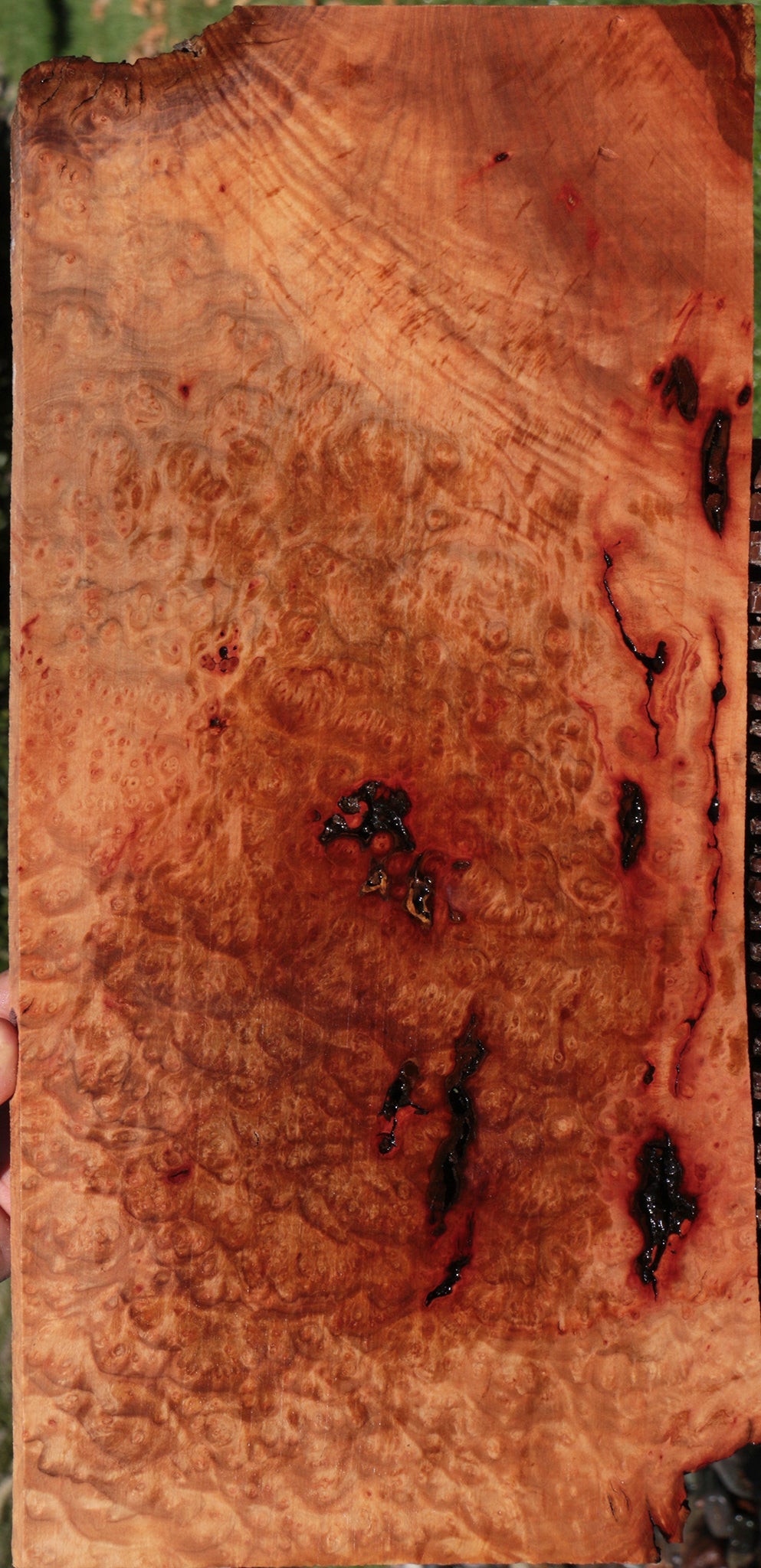 Rustic Madrone Burl Lumber