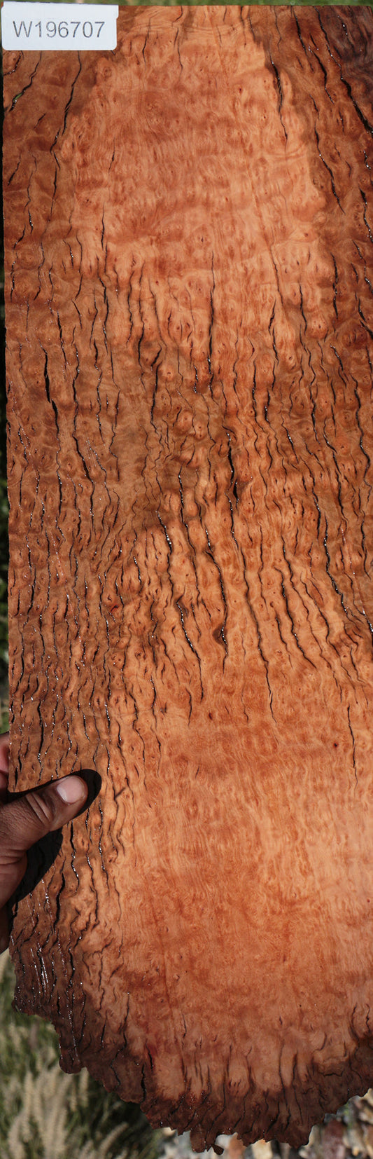 Rustic Madrone Burl Lumber