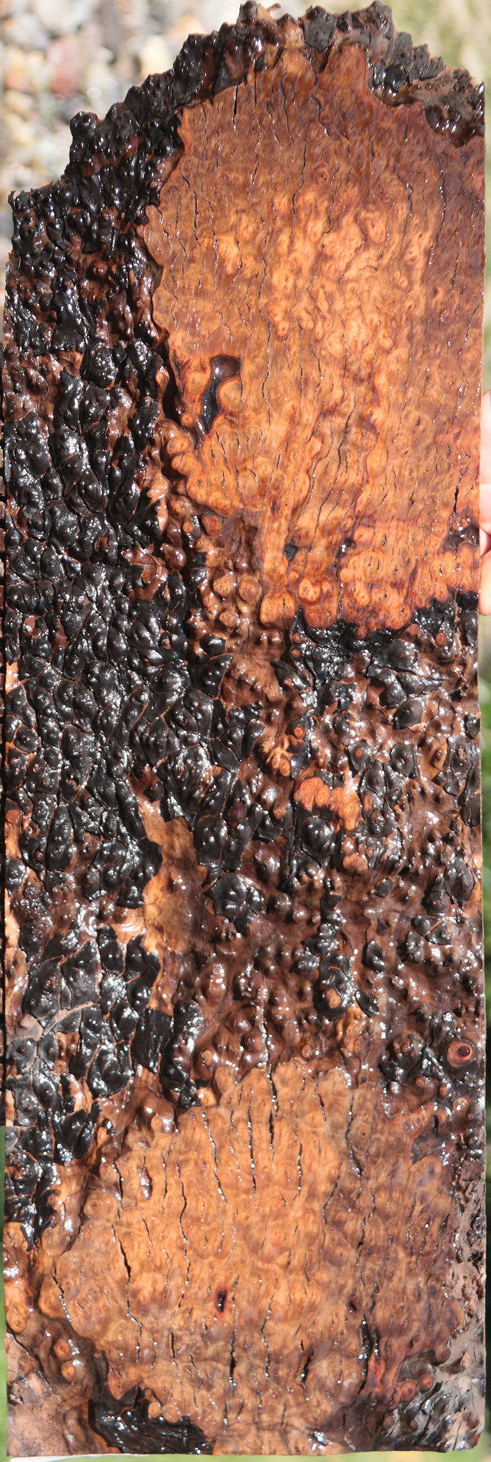 Rustic Madrone Burl Lumber
