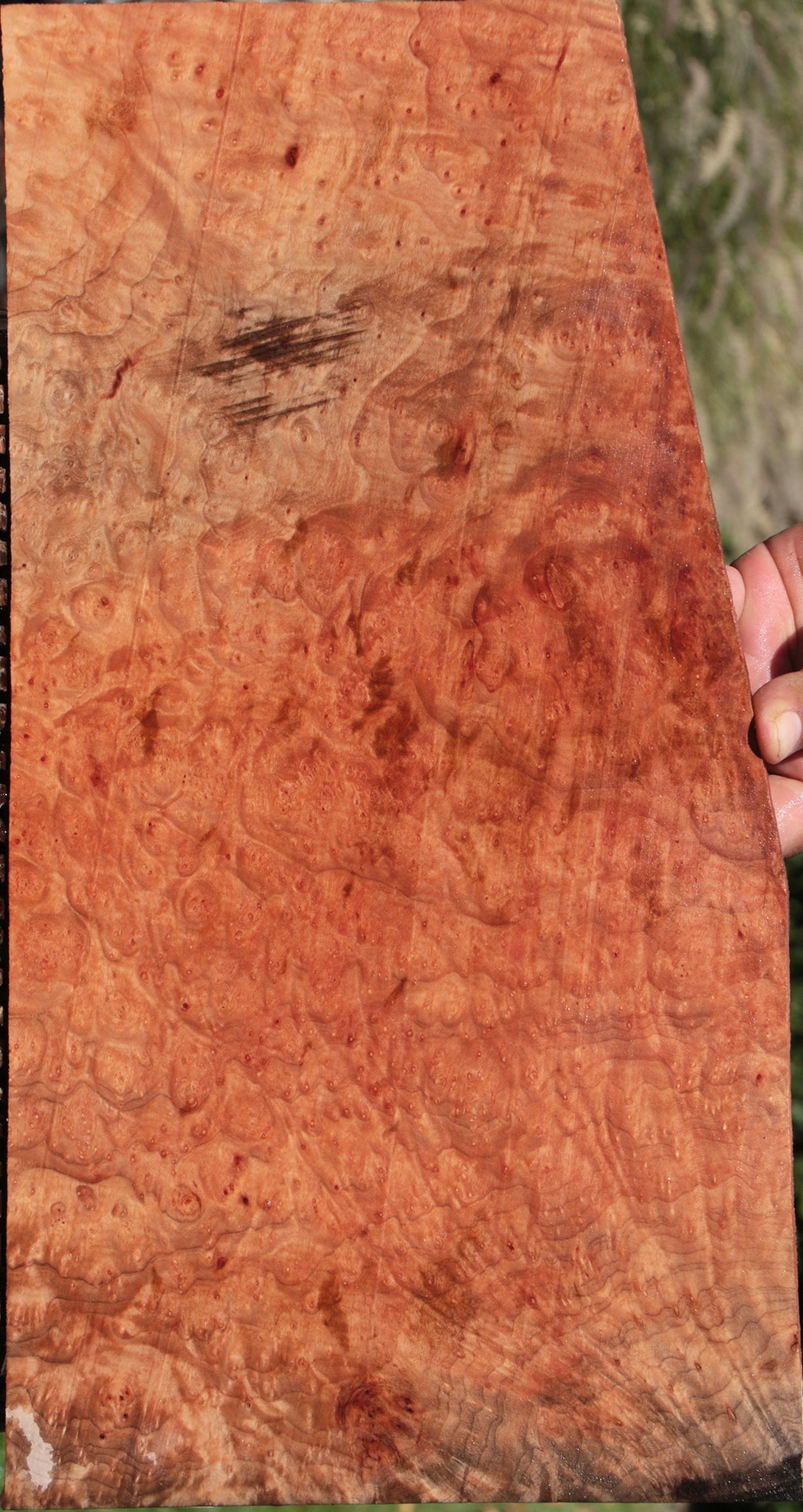 Madrone Burl Lumber