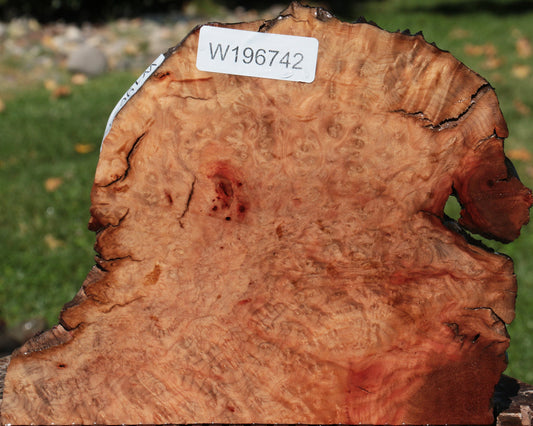 Rustic Madrone Burl Live Edge Lumber