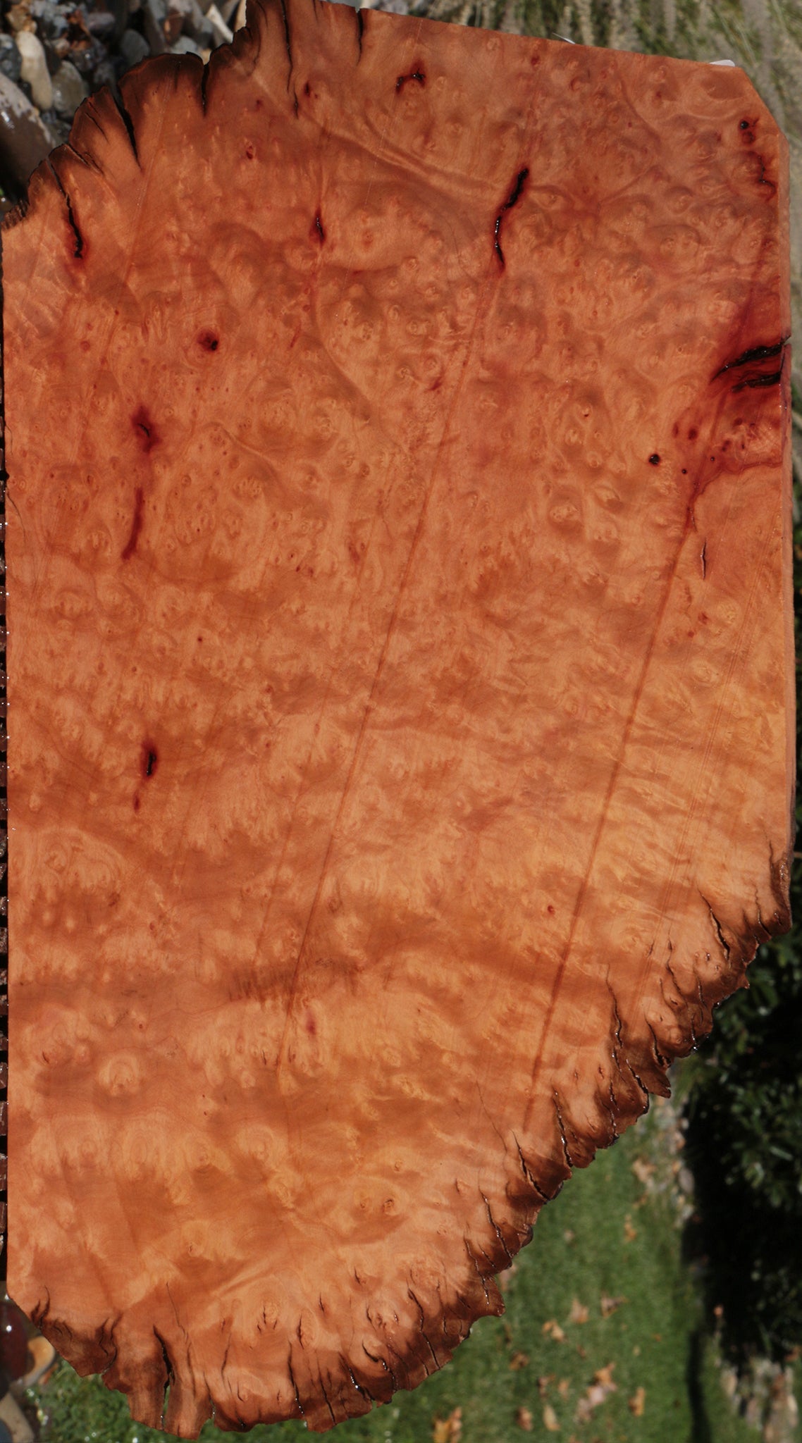 Madrone Burl Live Edge Lumber
