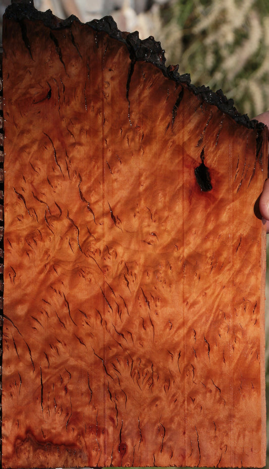 Rustic Madrone Burl Live Edge Lumber