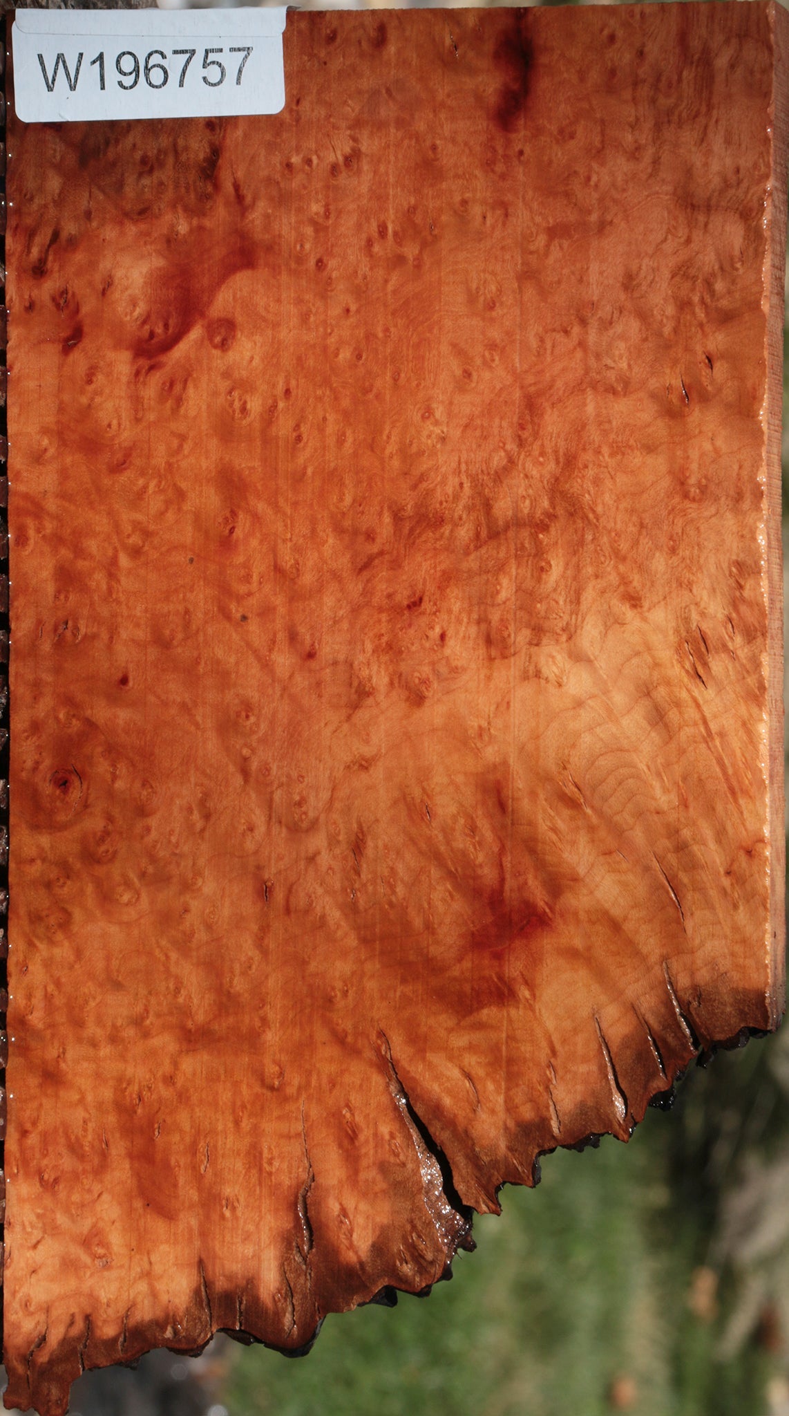Rustic Madrone Burl Live Edge Lumber
