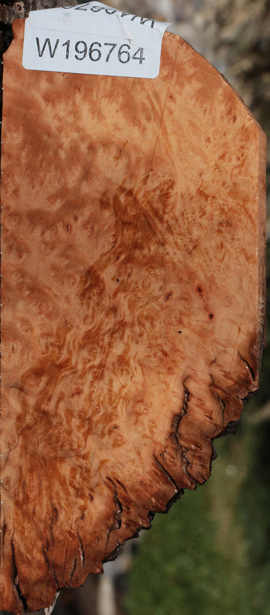 Madrone Burl Lumber