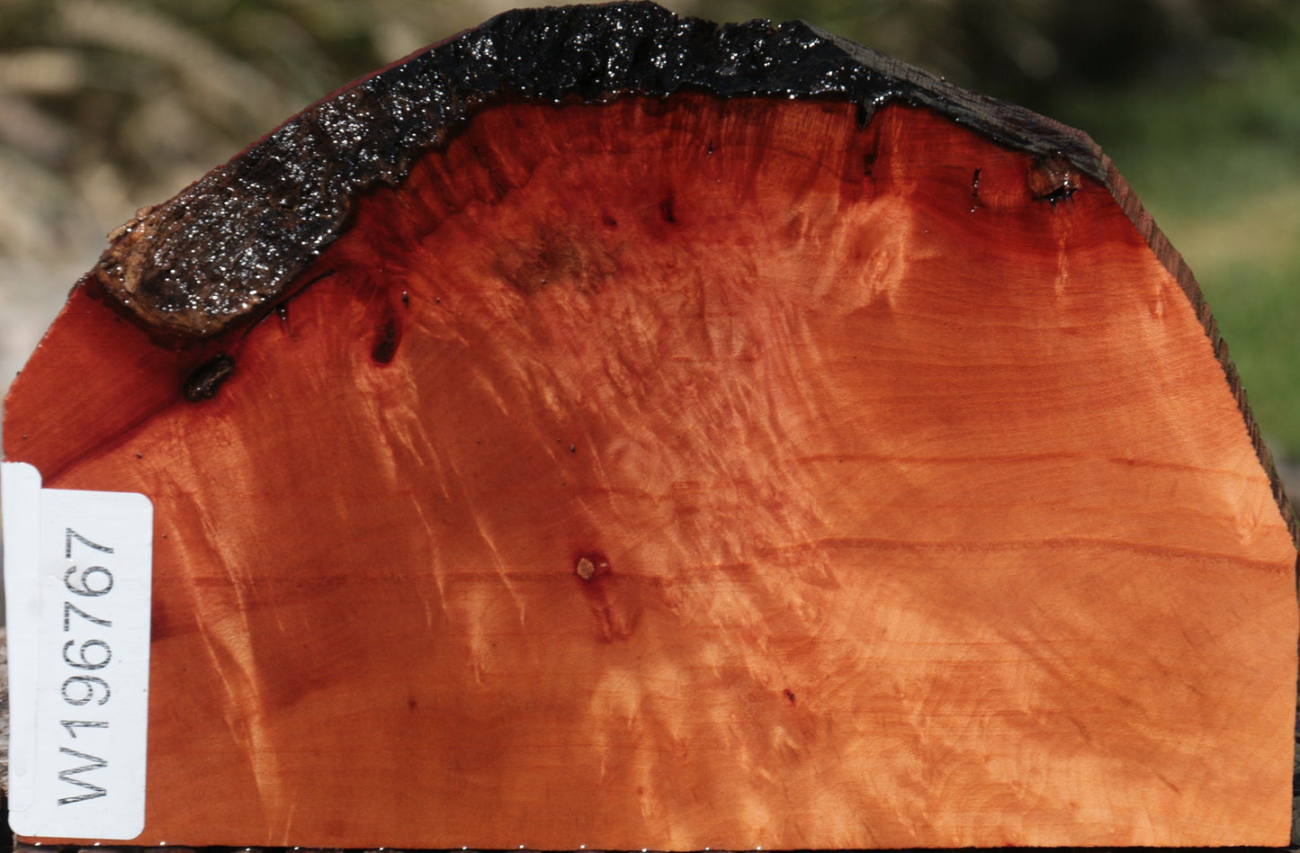 Madrone Burl Live Edge Lumber