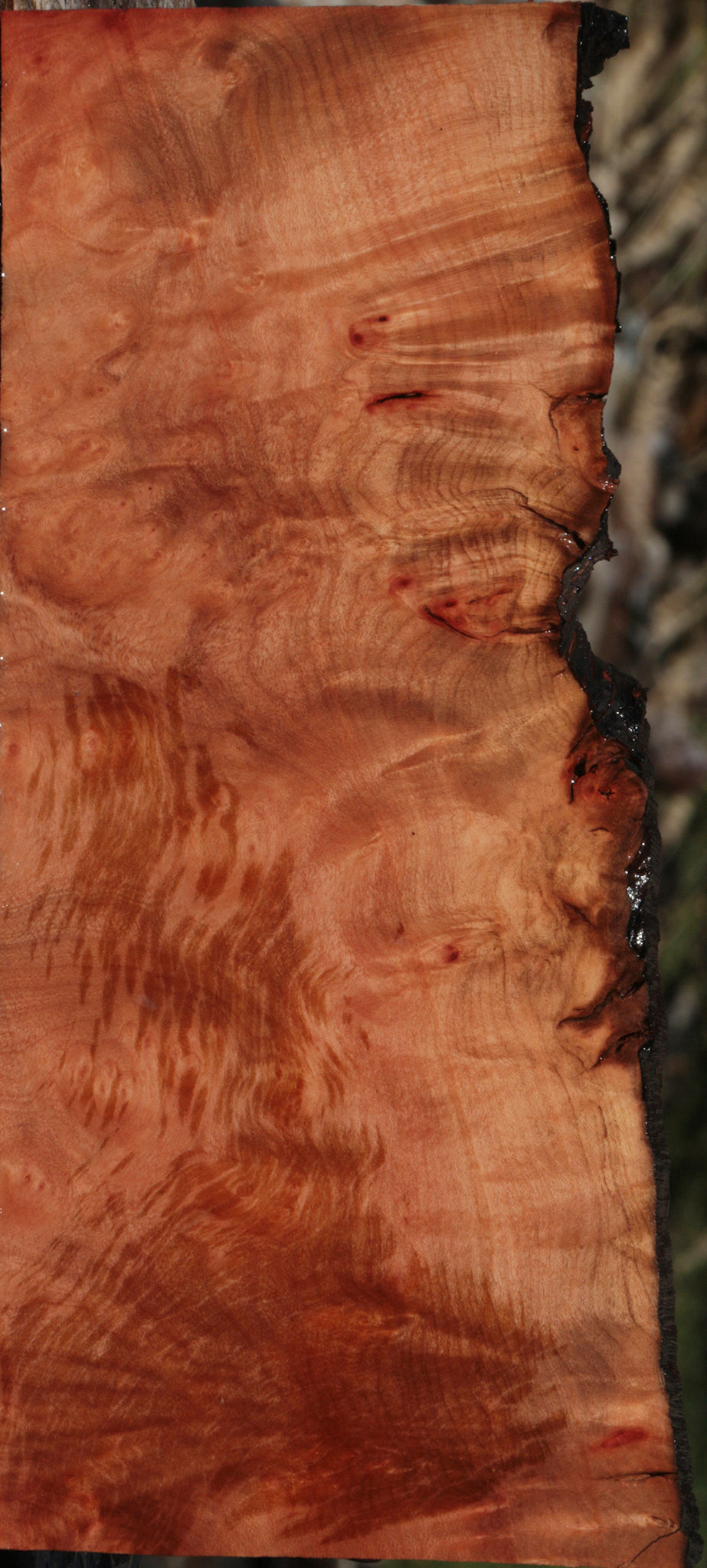 Madrone Burl Live Edge Lumber