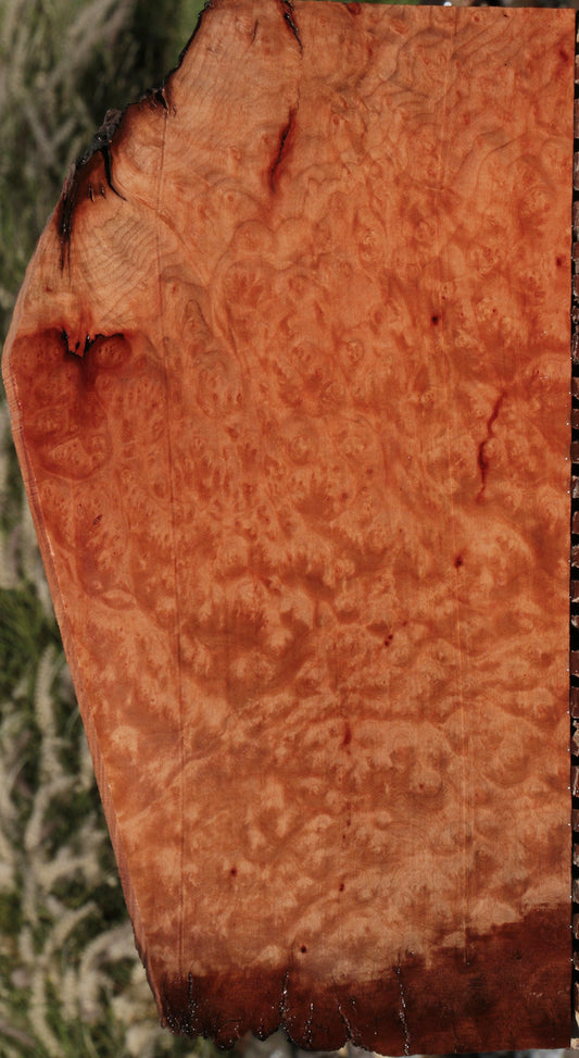 Madrone Burl Live Edge Lumber