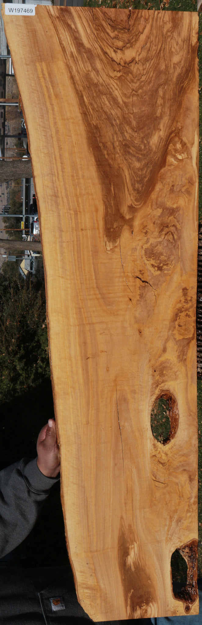Extra Fancy Italian Olive Live Edge Lumber