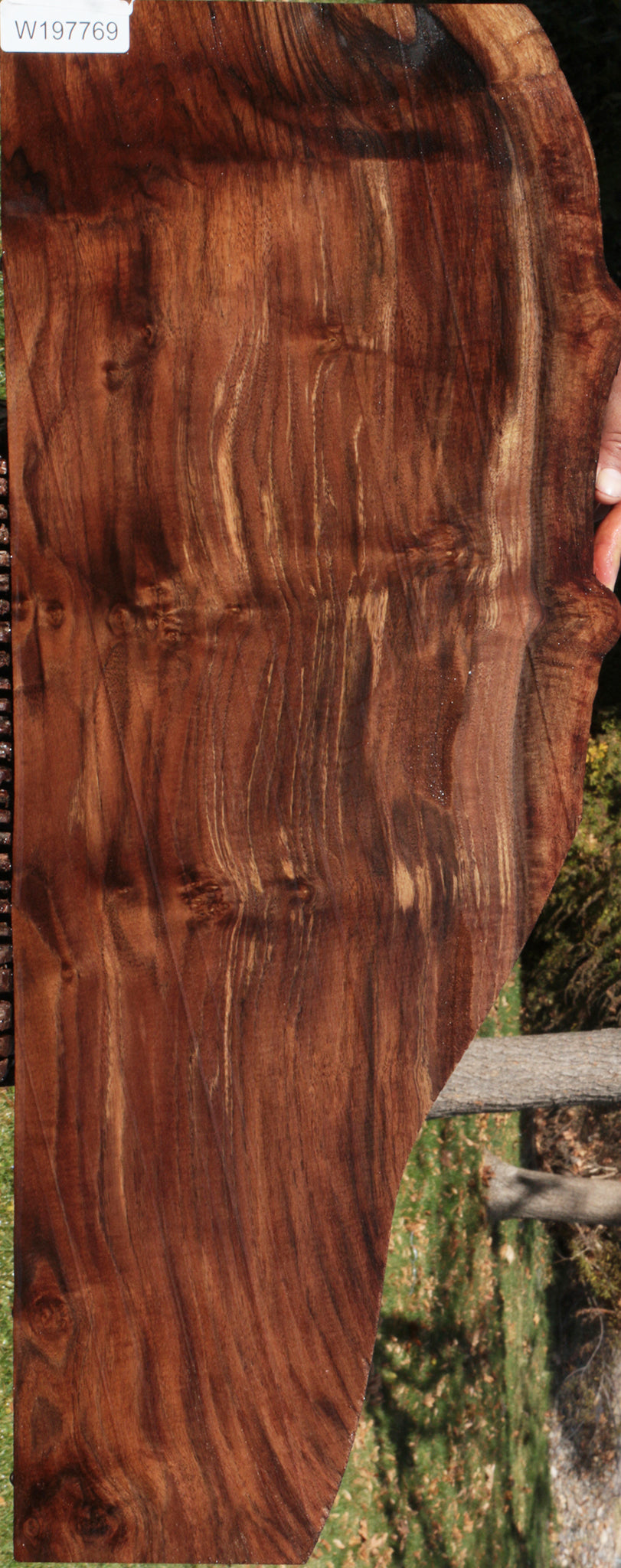 Claro Walnut Live Edge Lumber