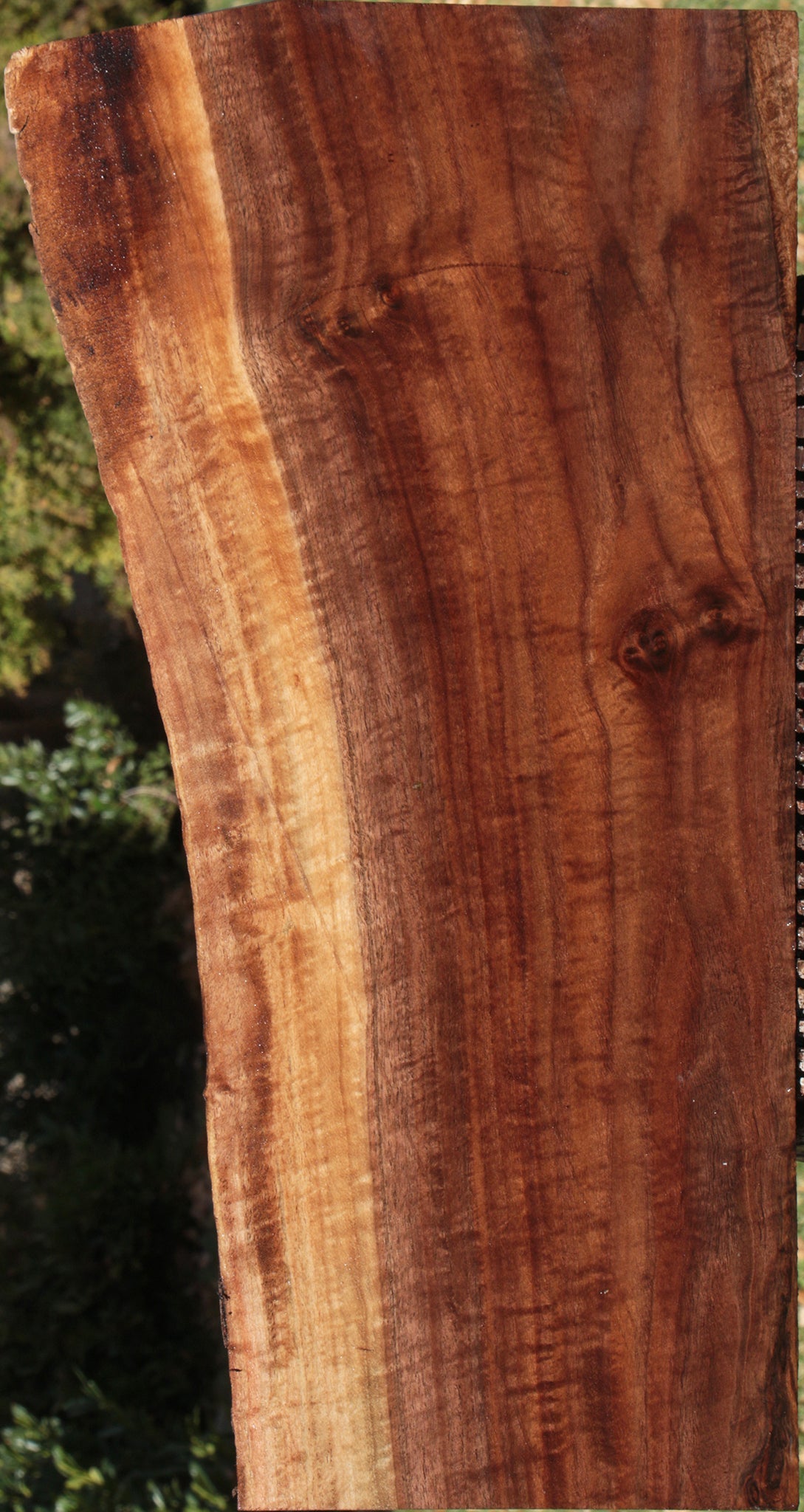 Claro Walnut Live Edge Lumber