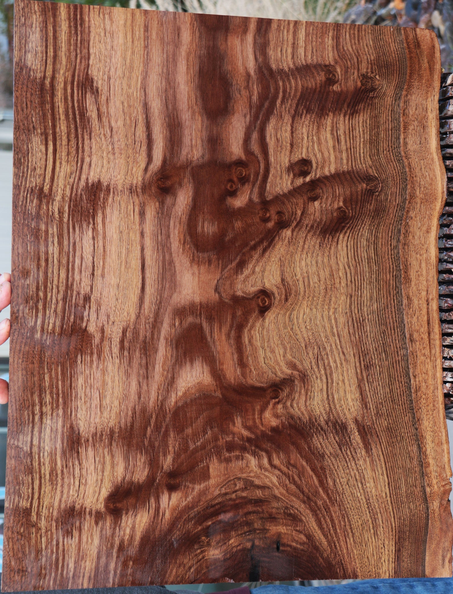 Walnut, Claro – Cook Woods