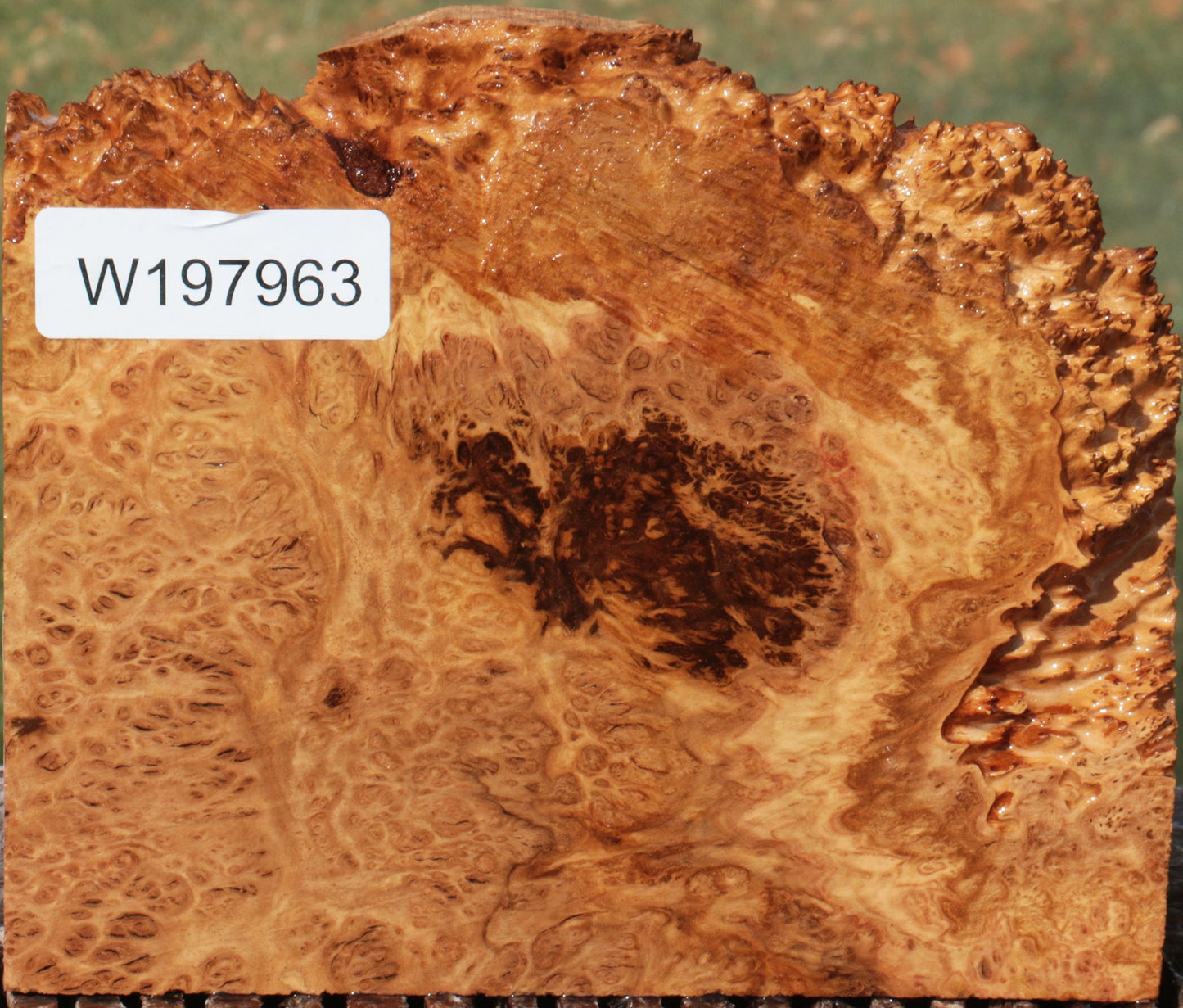 Brown Mallee Burl Live Edge Lumber