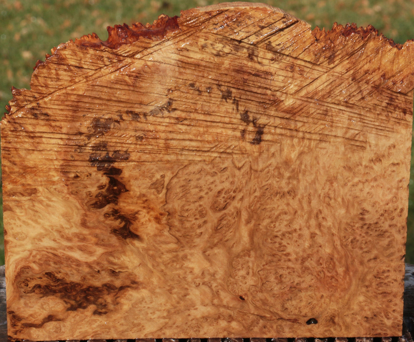 Brown Mallee Burl Live Edge Lumber