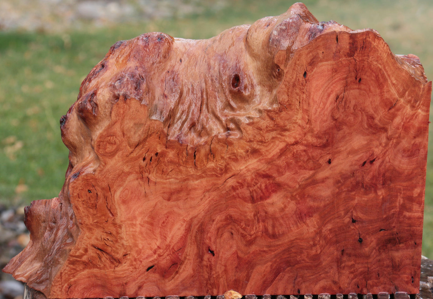 Red River Gum Burl Live Edge Lumber