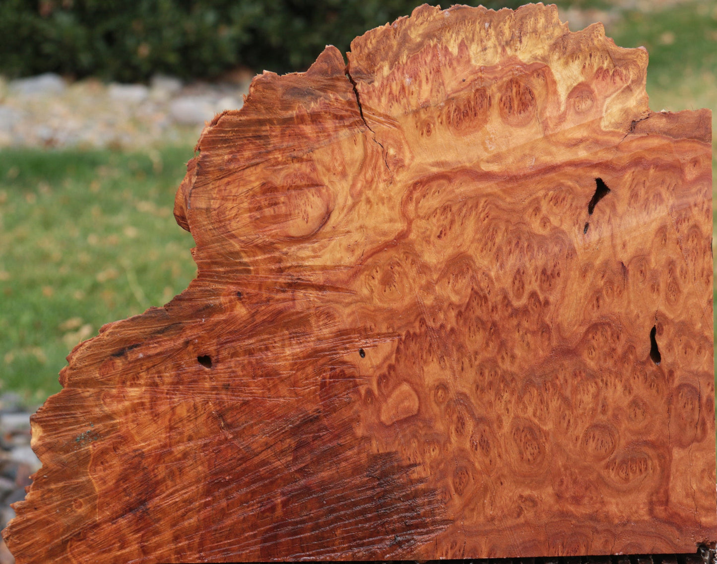 Red Coolibah Burl Live Edge Lumber