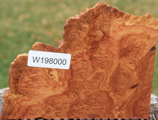 Red Coolibah Burl Live Edge Lumber
