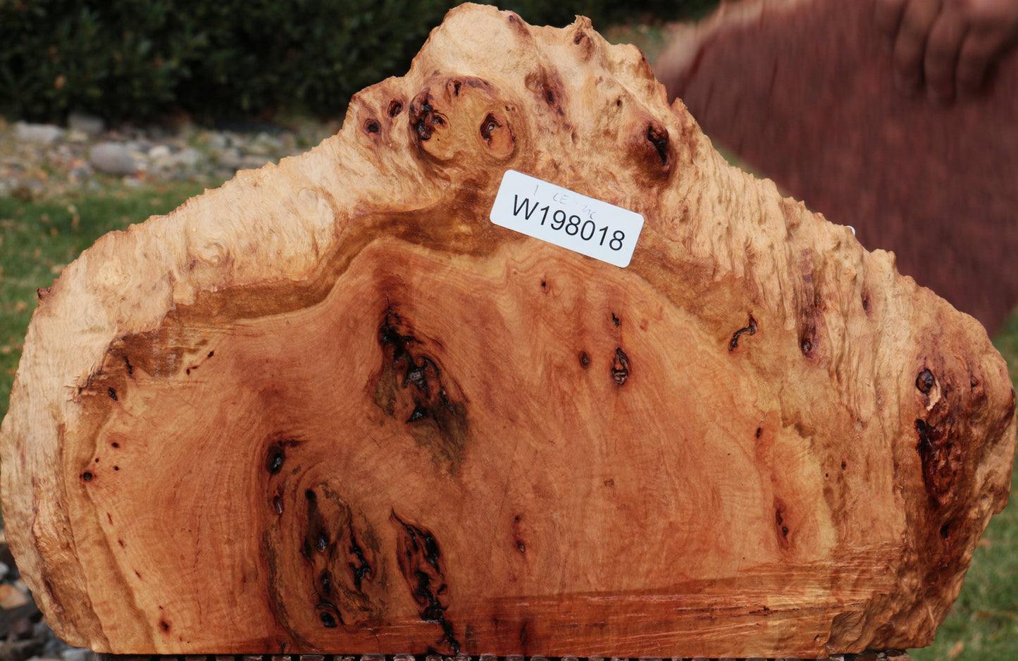 Red River Gum Burl Slice