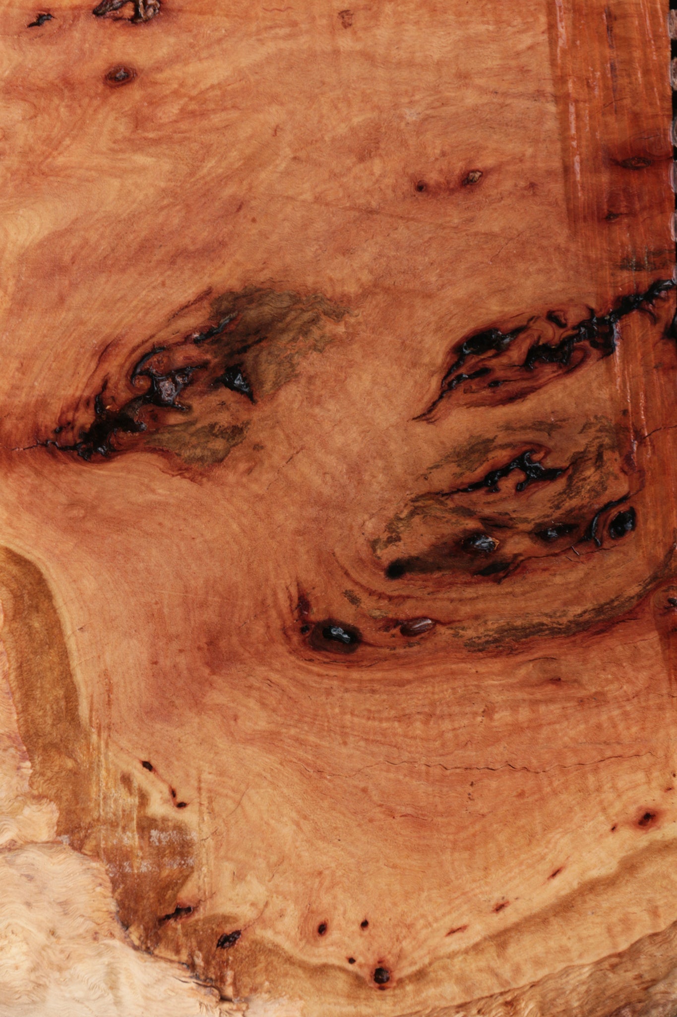 Red River Gum Burl Slice