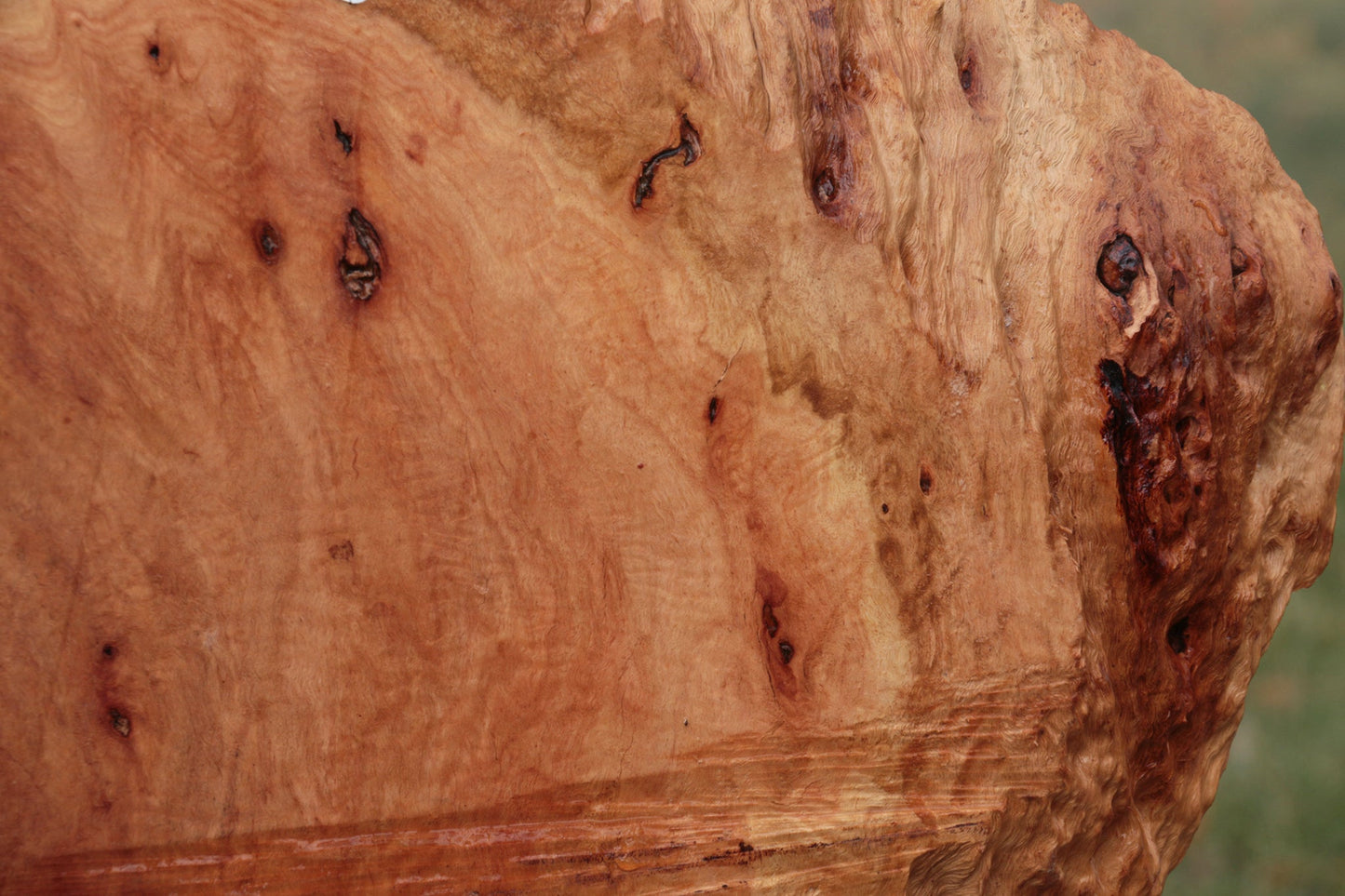 Red River Gum Burl Slice