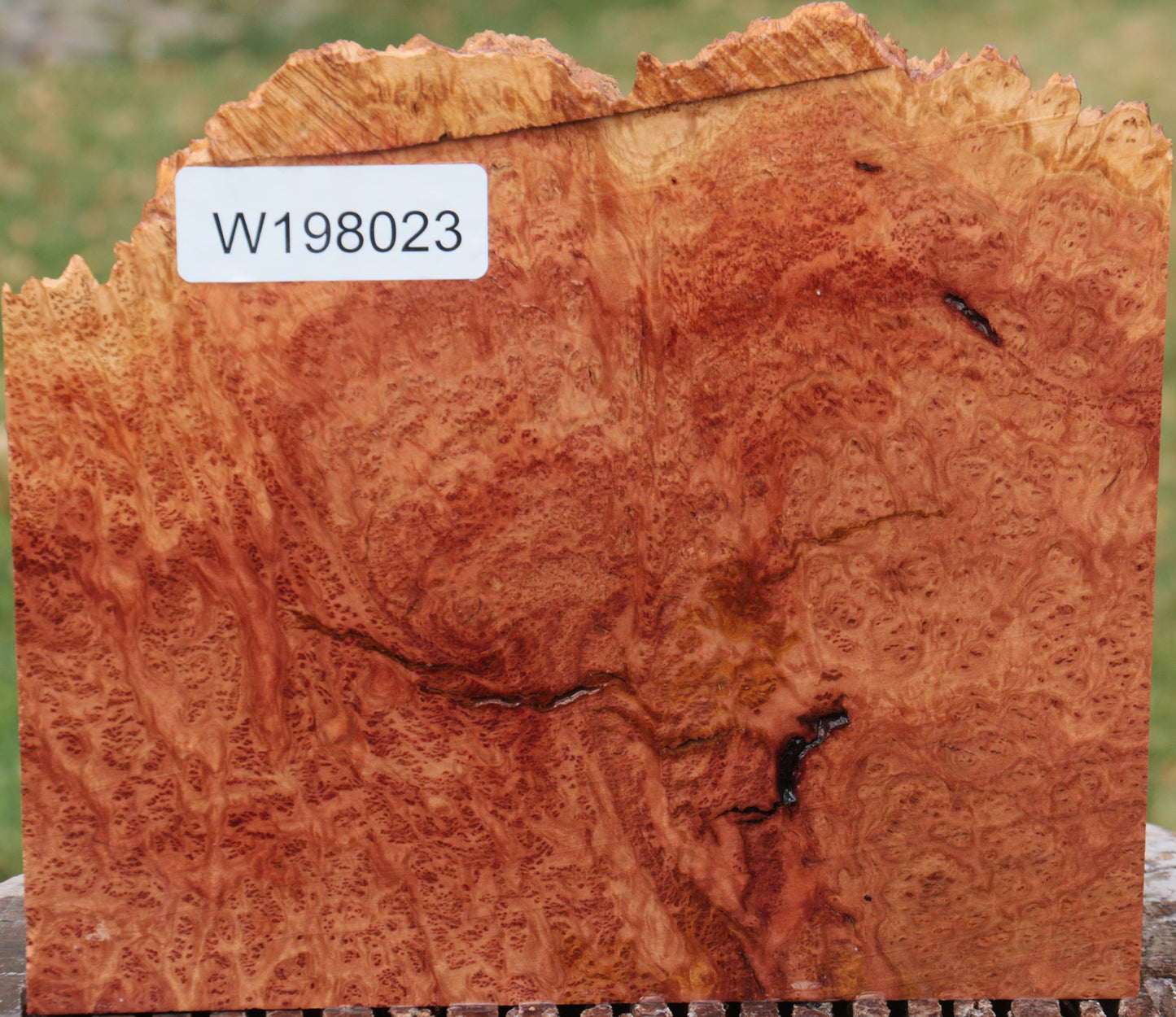 Red Coolibah Burl Live Edge Lumber