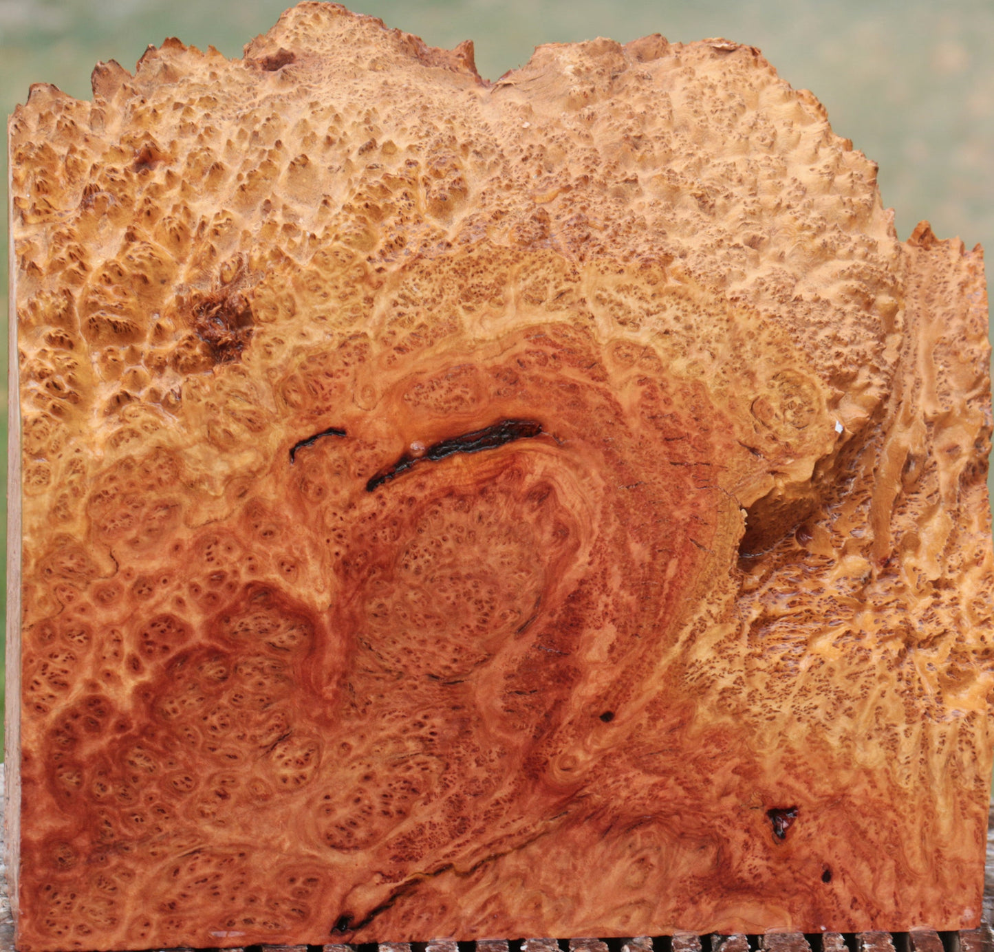 Red Coolibah Burl Live Edge Lumber