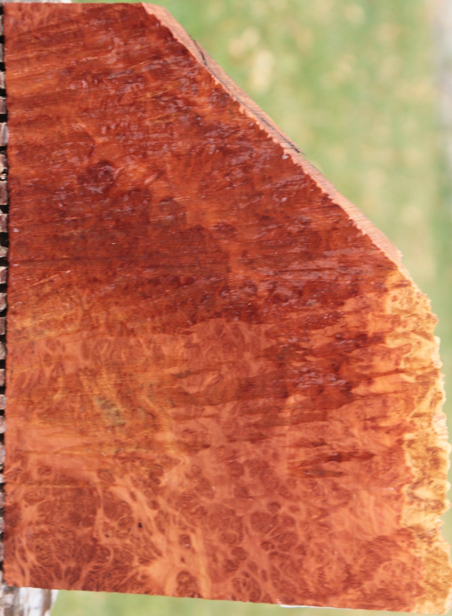 Red Coolibah Burl Live Edge Lumber