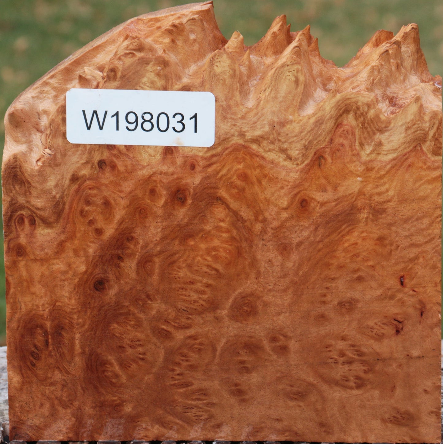 Brown Mallee Burl Live Edge Lumber