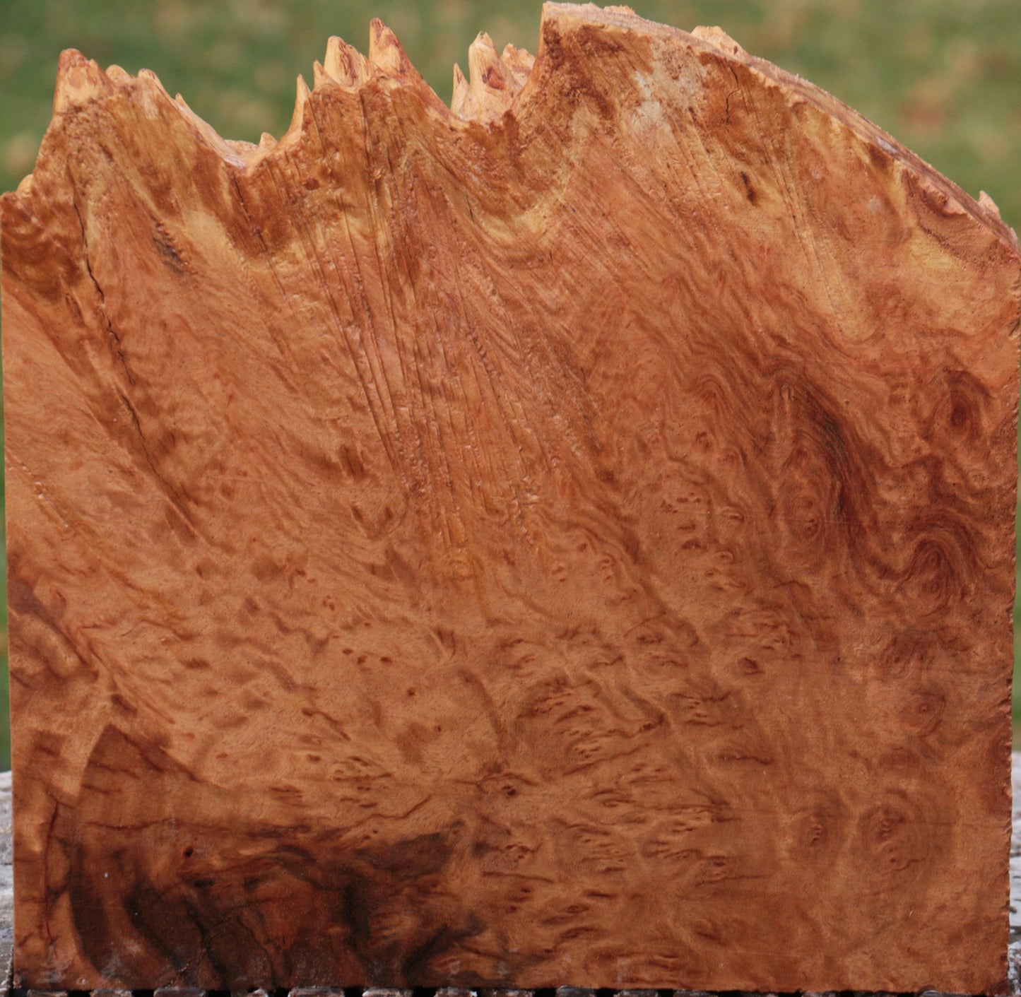 Brown Mallee Burl Live Edge Lumber