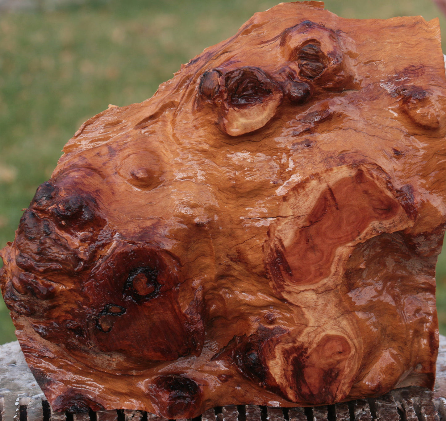 Red River Gum Burl Live Edge Lumber