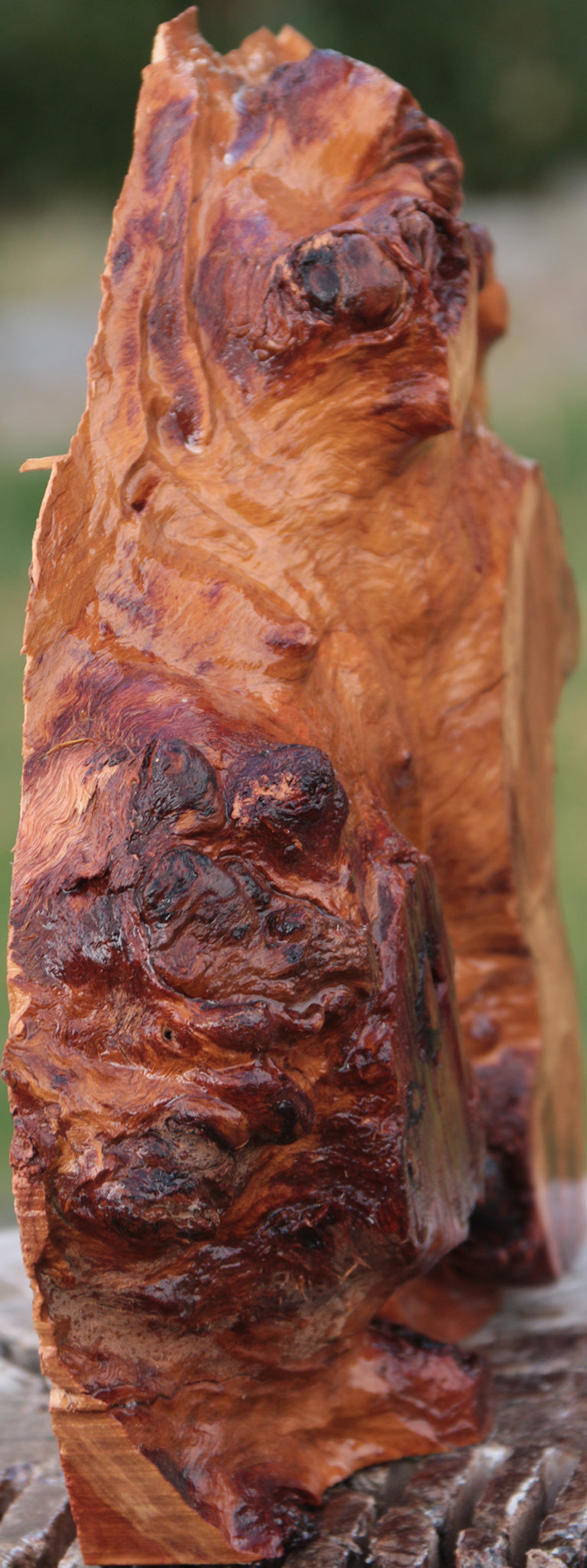 Red River Gum Burl Live Edge Lumber