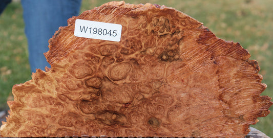 Red Coolibah Burl Live Edge Lumber