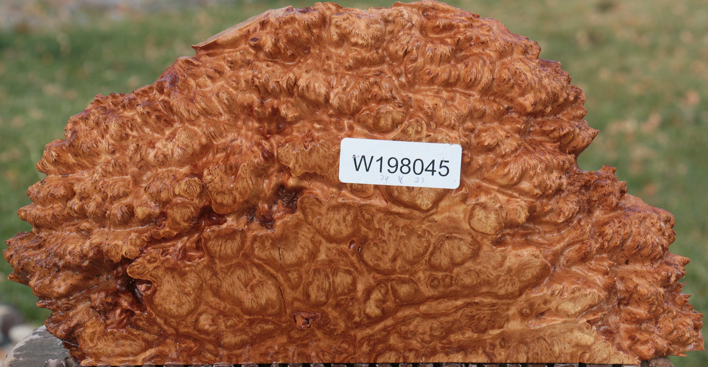 Red Coolibah Burl Live Edge Lumber