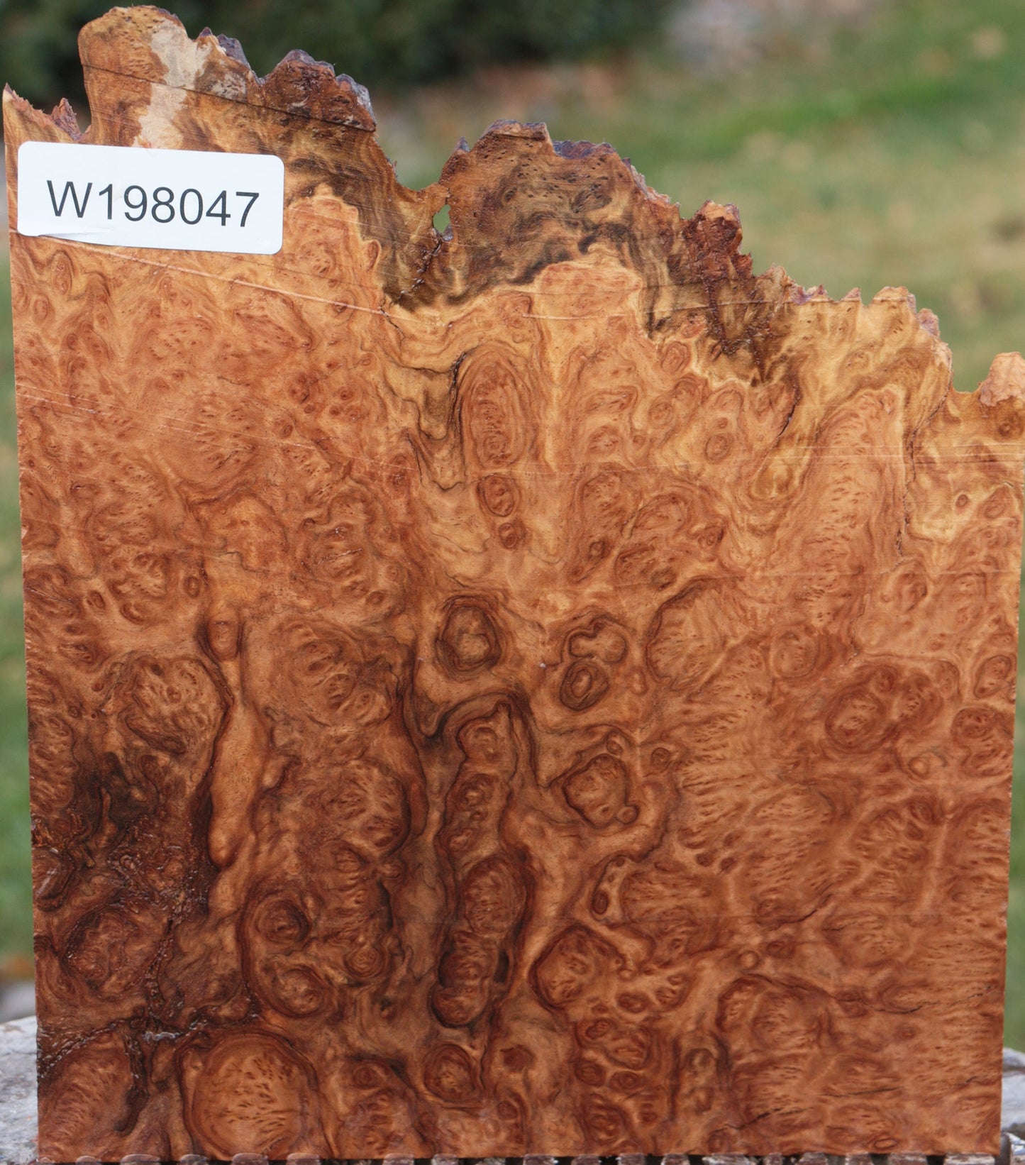 Brown Mallee Burl Live Edge Lumber