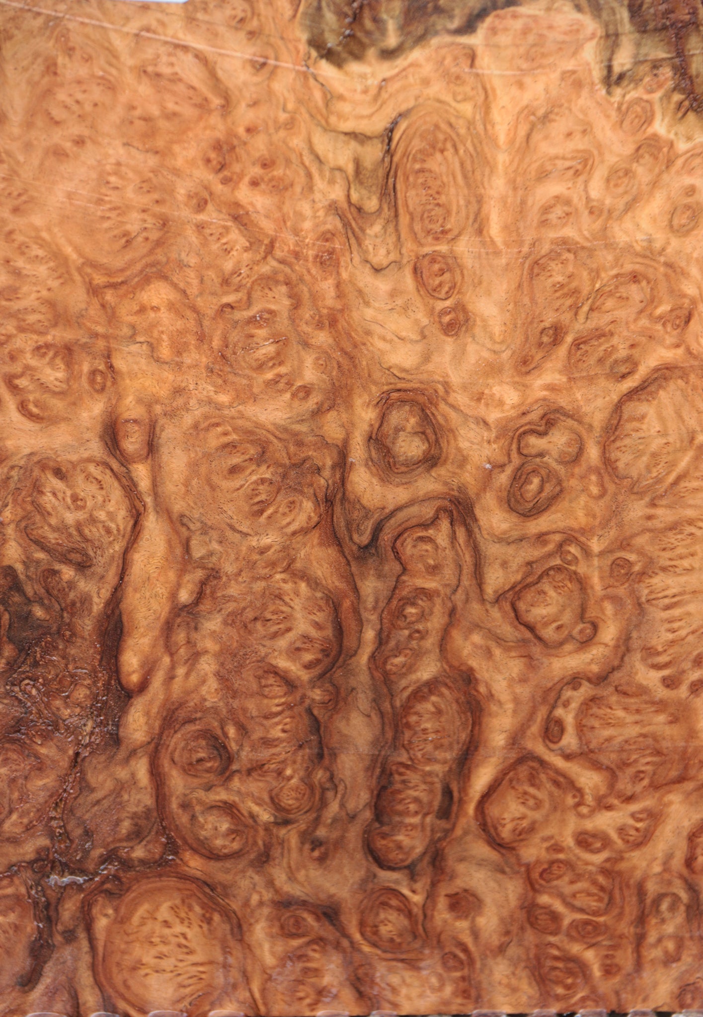 Brown Mallee Burl Live Edge Lumber