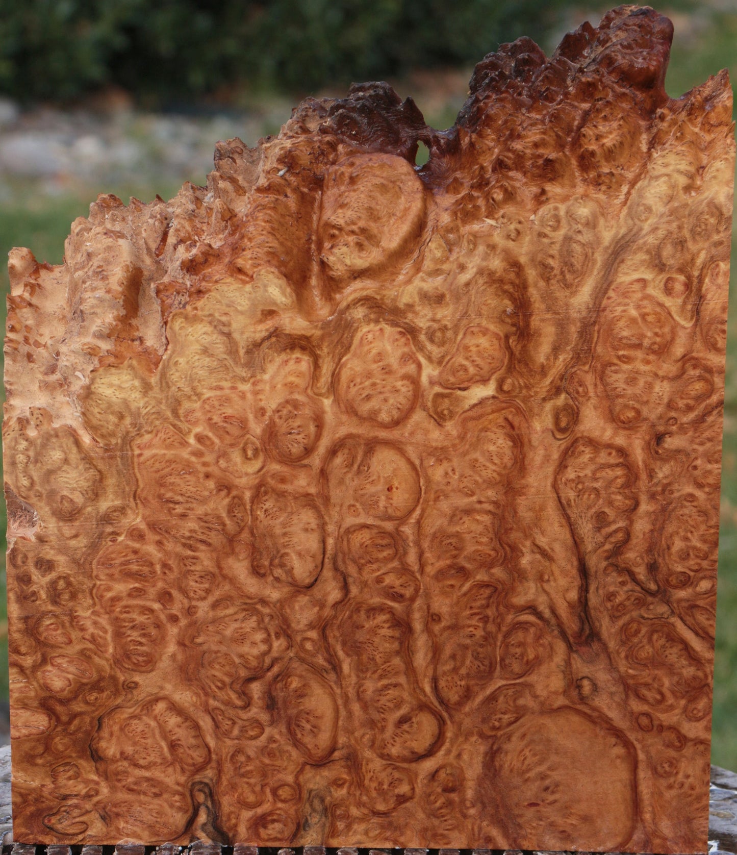 Brown Mallee Burl Live Edge Lumber