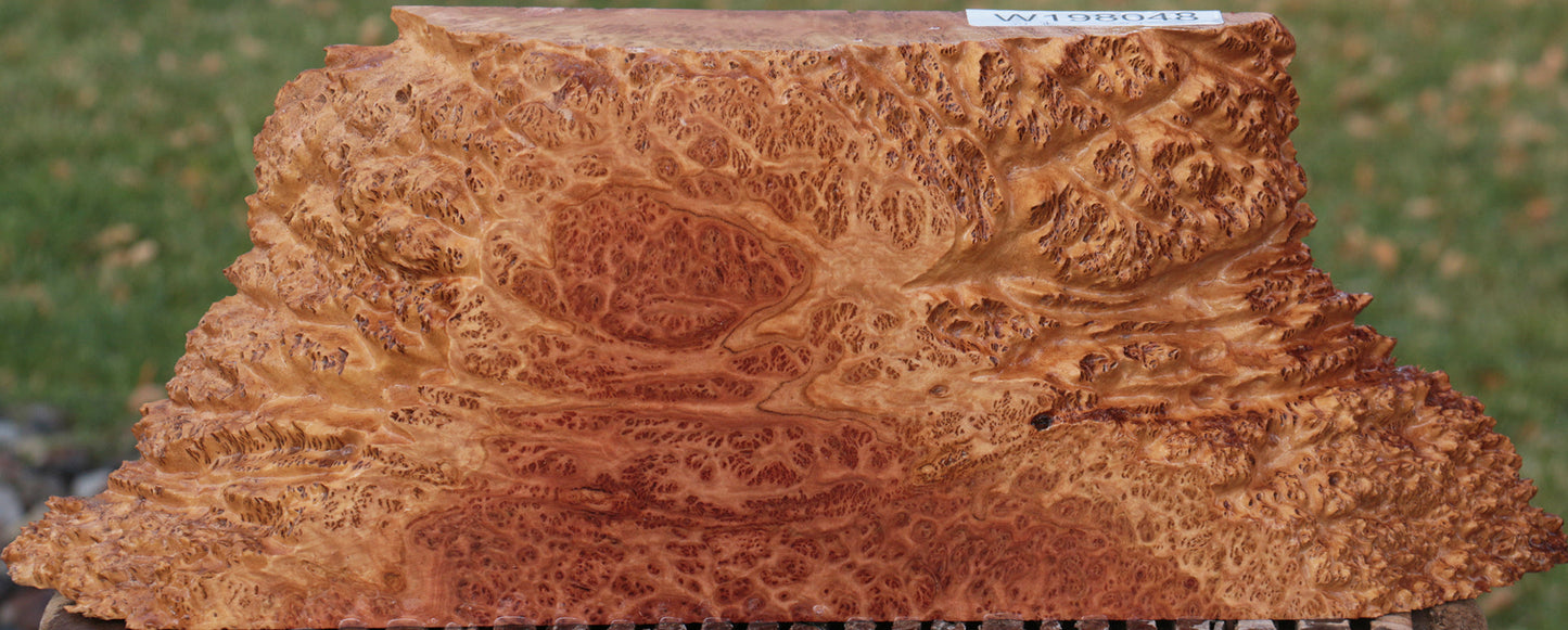 Red Coolibah Burl Live Edge Lumber